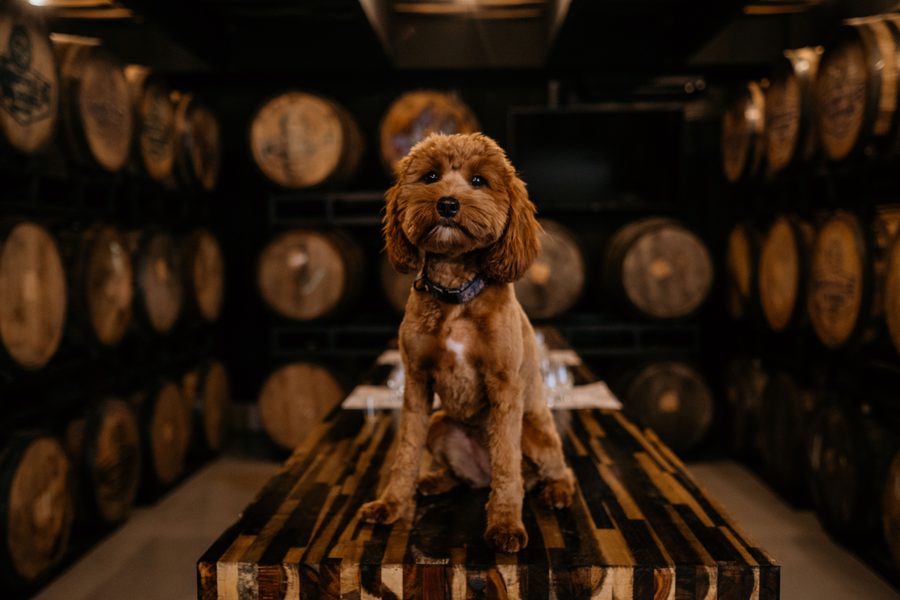 Stella — Chief Barrel Officer at Nashville Barrel Company Distillery